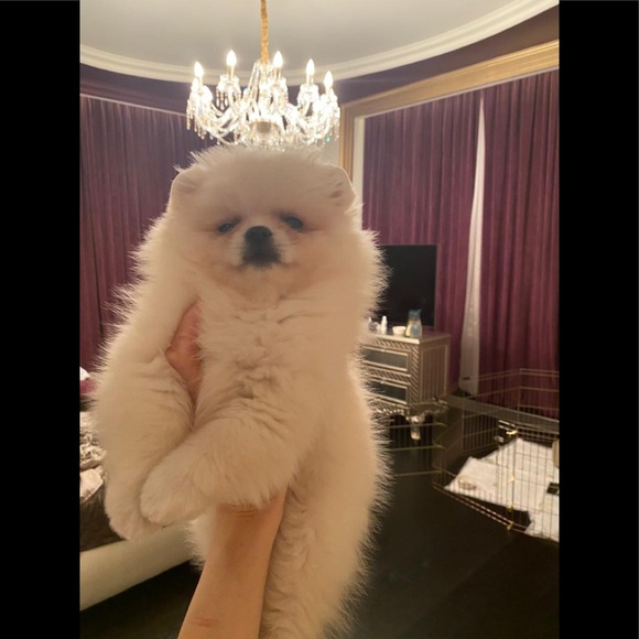 Meet your Posher - Picture 1 of 3